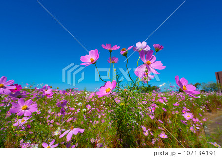 満開のコスモスと秋の青空14 岡山県岡山市東区 満開のコスモスと秋の青空14 岡山県岡山市東区 102134191