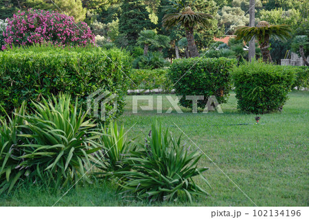 Public park near Sveti Stefan beach in Montenegro. Summer sunny day. Public park near Sveti Stefan beach in Montenegro. Summer sunny day. 102134196