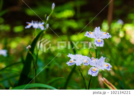シャガの花 多摩御陵の参道に咲くシャガ シャガの花 多摩御陵の参道に咲くシャガ 102134221