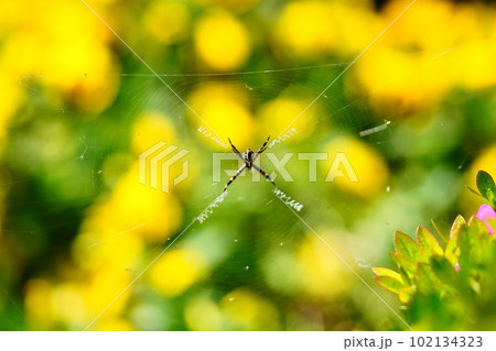 花壇に罠を張るクモ 102134323