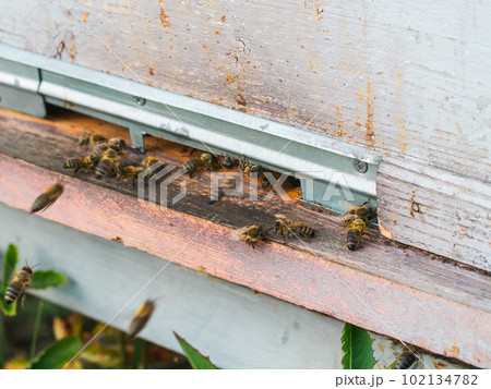 Closeup shot of honey bees coming out of its hive - beekeeping concept Closeup shot of honey bees coming out of its hive - beekeeping concept 102134782