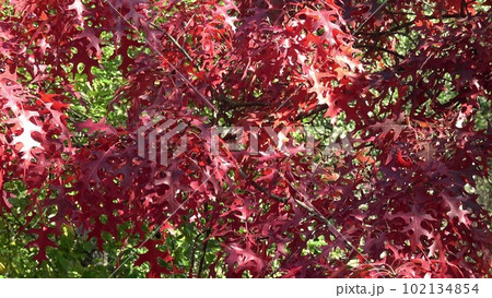 Red colored autumn leaves of the Oak (Quercus palustris) Red colored autumn leaves of the Oak (Quercus palustris) 102134854