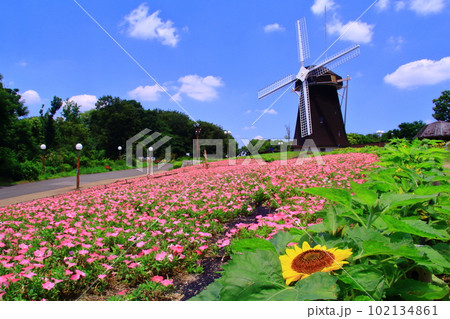 鶴見緑地公園(大阪市鶴見区)ハーベストの丘に咲くペチュニアとひまわり 鶴見緑地公園(大阪市鶴見区)ハーベストの丘に咲くペチュニアとひまわり 102134861