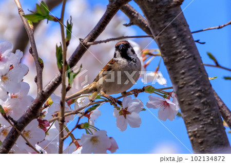 春の美しい桜と可愛いスズメ 春の美しい桜と可愛いスズメ 102134872