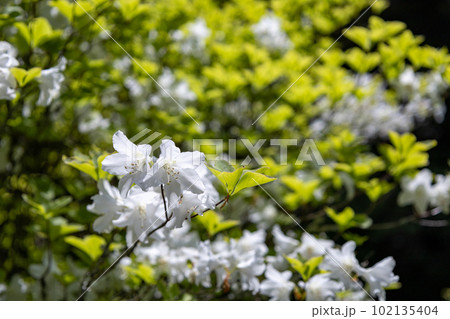 新緑に咲くシロヤシオ（白八汐） 102135404