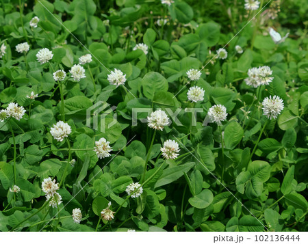 シロツメクサ 102136444