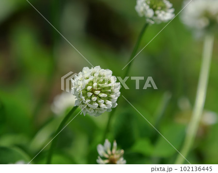 シロツメクサ 102136445
