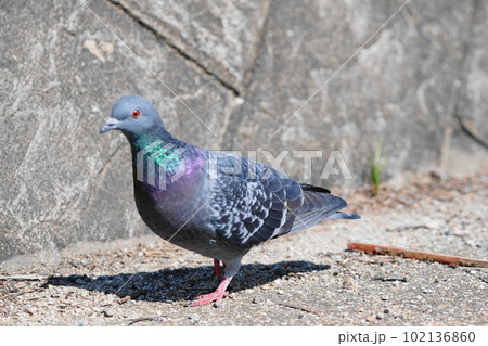 人に慣れた鳩 人に慣れた鳩 102136860