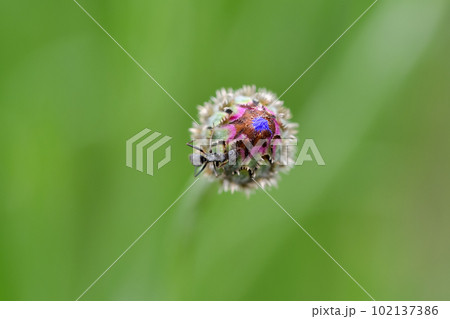 働きアリ 102137386