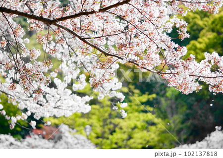 福岡の桜 102137818