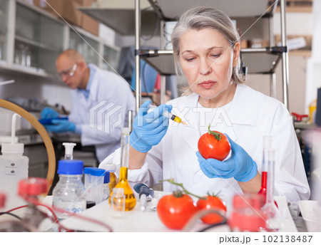 Female scientist injecting reagent into tomatoes Female scientist injecting reagent into tomatoes 102138487
