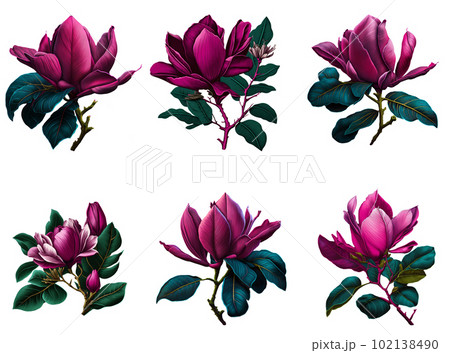 Pink magnolia flowers on twig isolated on white background. 102138490