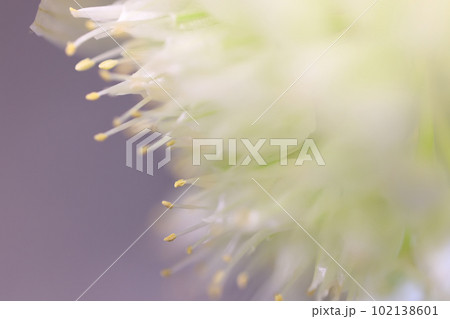 長ねぎの花、ねぎ坊主 102138601