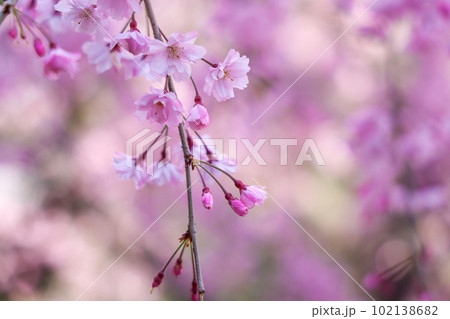 枝垂れ桜 枝垂れ桜 102138682