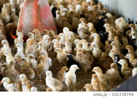 Fluffy baby chickens on poultry farm. 102138789