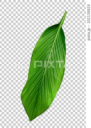 Green leaves pattern,leaf Canna indica tree isolated 102138829
