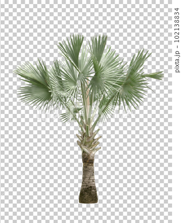 Copernicia hospita palm isolated 102138834