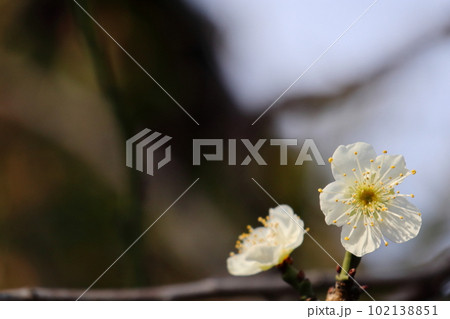 春の訪れを告げる白梅の花 春の訪れを告げる白梅の花 102138851