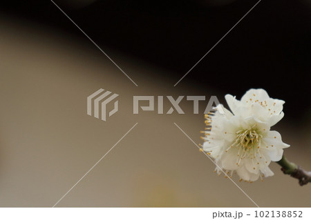 春の訪れを告げる白梅の花 102138852