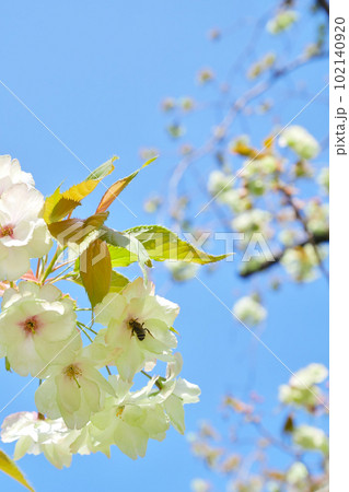 満開の御衣黄とその蜜を吸うミツバチ　～3:2バージョン 102140920