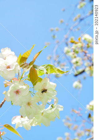 満開の御衣黄とその蜜を吸うミツバチ ~3:2バージョン 満開の御衣黄とその蜜を吸うミツバチ ~3:2バージョン 102140923