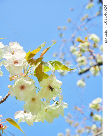 満開の御衣黄とその蜜を吸うミツバチ　 102140924