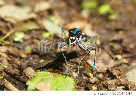 ハンミョウ（ナミハンミョウ） 102144144