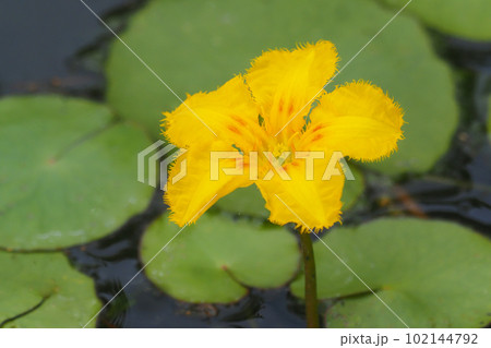 アサザの花 102144792