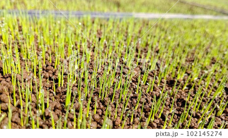 緑化終了した水稲の苗 102145274