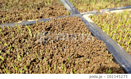 覆土を持ち上げる水稲の芽 102145275