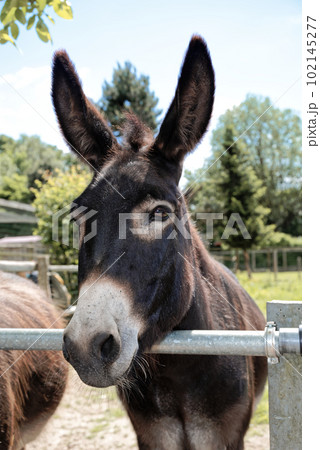 Close-up of a pretty donkey Close-up of a pretty donkey 102145277