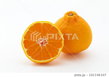 デコポン 102146107