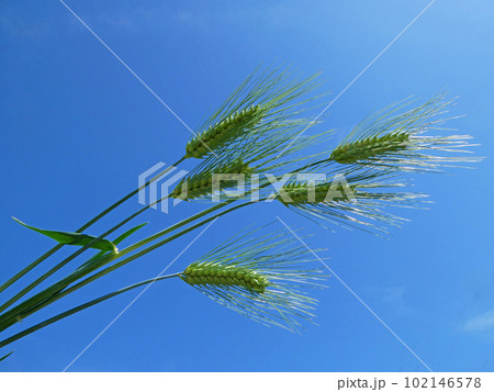 爽やかな青空と緑色の大麦の穂の写真 爽やかな青空と緑色の大麦の穂の写真 102146578