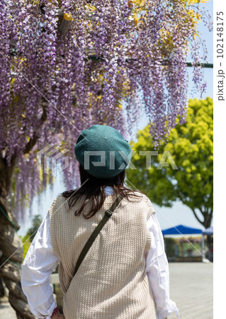 満開の藤棚を眺める女性 満開の藤棚を眺める女性 102148175