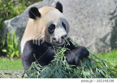 おいしそうに竹を食べる楓浜 おいしそうに竹を食べる楓浜 102148196