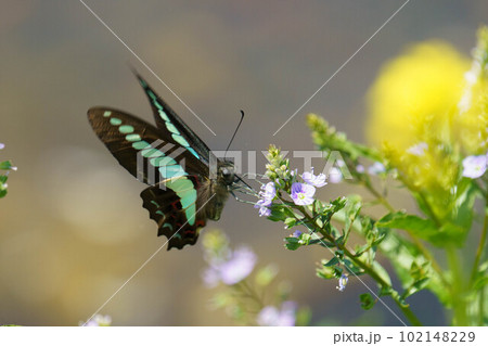 川沿いに咲くオオカワヂシャに留まるアオスジアゲハ 102148229