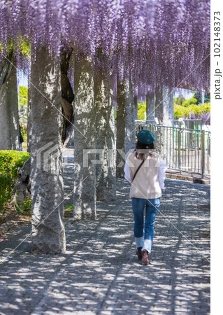 満開の藤棚の下を歩く女性　ふじの咲く丘 102148373