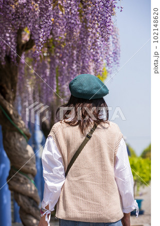 満開の藤棚と女性 ふじの咲く丘 満開の藤棚と女性 ふじの咲く丘 102148620