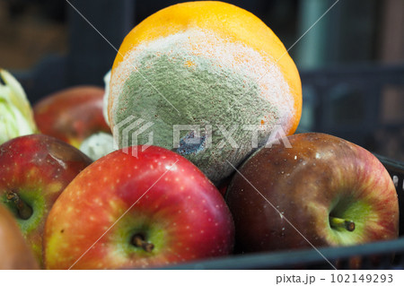 Gray Mold on orange fruit close up Gray Mold on orange fruit close up 102149293
