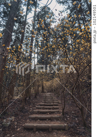 栃木県　焼森山のミツマタ群生地 102149501