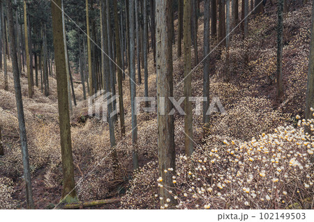 栃木県　焼森山のミツマタ群生地 102149503