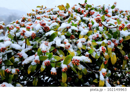 雪をかぶったチンチョウゲ 102149963