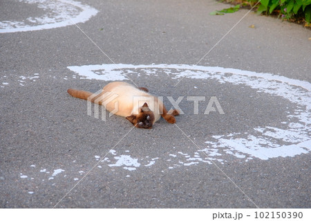 道端で横になるシャム猫 道端で横になるシャム猫 102150390