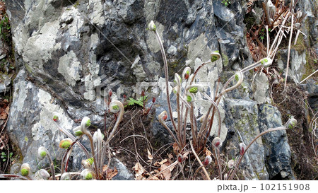 渓流の流れの脇の岩盤にゼンマイが出ていた 102151908