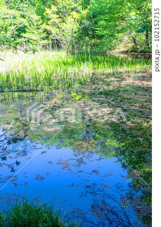 新緑の風景 湿地帯 北本自然公園 埼玉県北本市 新緑の風景 湿地帯 北本自然公園 埼玉県北本市 102152715