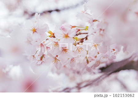 コピースペースのある満開の桜の花びらのクローズアップ コピースペースのある満開の桜の花びらのクローズアップ 102153062