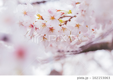 コピースペースのある満開の桜の花びらのクローズアップ　 102153063