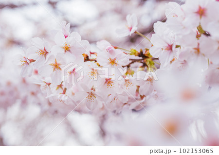 コピースペースのある満開の桜の花びらのクローズアップ コピースペースのある満開の桜の花びらのクローズアップ 102153065