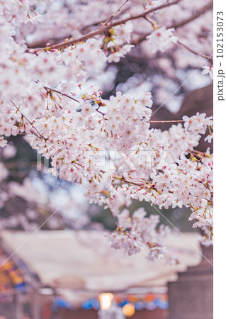 満開の桜の下で屋台が並ぶ上野公園 102153073