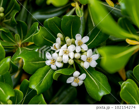 春に咲く白いトベラの花 102154274